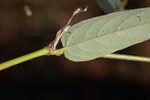 White moneywort